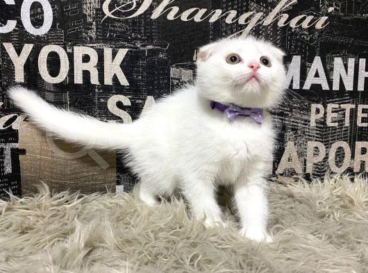 Karbeyaz Scottish Fold Yavrumuz görsel
