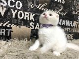 Karbeyaz Scottish Fold Yavrumuz