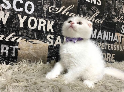 Karbeyaz Scottish Fold Yavrumuz görsel