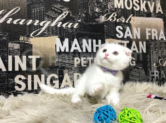 Karbeyaz Scottish Fold Yavrumuz görsel