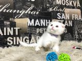 Karbeyaz Scottish Fold Yavrumuz