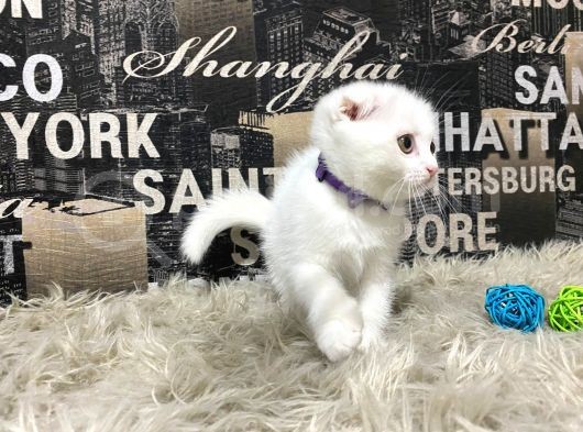 Karbeyaz Scottish Fold Yavrumuz görsel