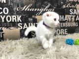 Karbeyaz Scottish Fold Yavrumuz