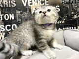 Şeker Tadında Silver Tabby Scottish Fold Yavrumuz