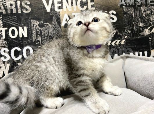 Şeker Tadında Silver Tabby Scottish Fold Yavrumuz görsel