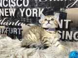 Şeker Tadında Golden Tabby British Shorthair Yavrumuz