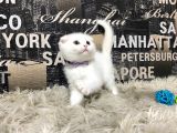 Karbeyaz Scottish Fold Yavrumuz