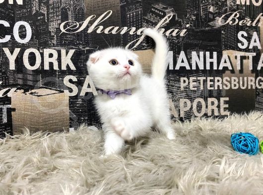 Karbeyaz Scottish Fold Yavrumuz görsel