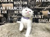 Karbeyaz Scottish Fold Yavrumuz
