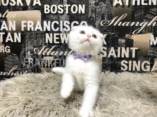 Karbeyaz Scottish Fold Yavrumuz görsel