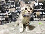 Şeker Tadında Golden Tabby British Shorthair Yavrumuz