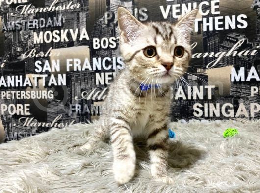 Şeker Tadında Golden Tabby British Shorthair Yavrumuz