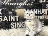 Şeker Tadında Silver Tabby Scottish Fold Yavrumuz