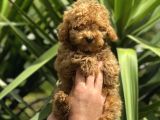 Muhteşem Kalitede Toy Poodle Bebeklerimiz