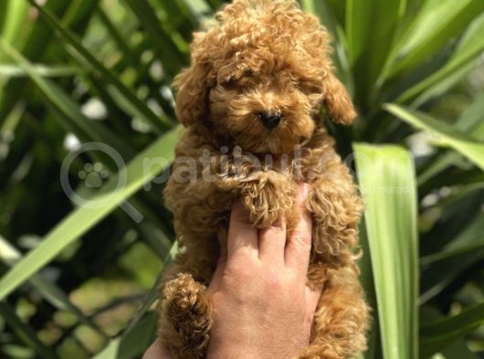 Muhteşem Kalitede Toy Poodle Bebeklerimiz görsel