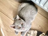 Orjinal British Shorthair Yavru