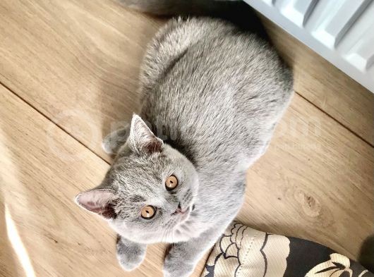 Orjinal British Shorthair Yavru görsel