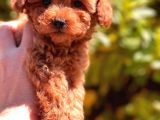 Toy Poodle Yavrular