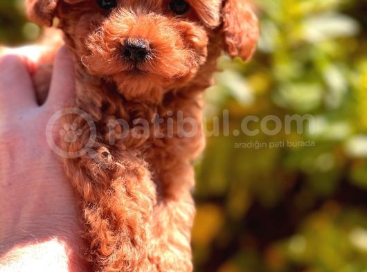 Toy Poodle Yavrular görsel