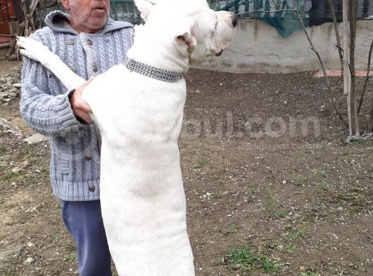 Safkan A Secere Dogo Argentino Yavrularimiz görsel