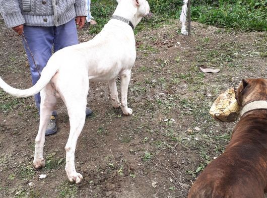 Safkan A Secere Dogo Argentino Yavrularimiz görsel
