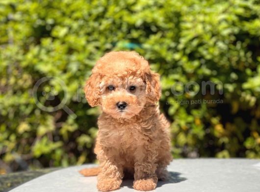 Toy Poodle Yavrular görsel