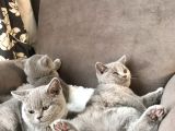 Orjinal British Shorthair Yavru