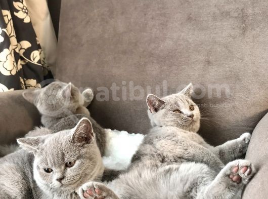 Orjinal British Shorthair Yavru görsel