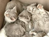 Orjinal British Shorthair Yavru