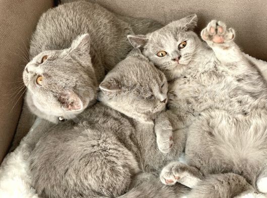 Orjinal British Shorthair Yavru görsel