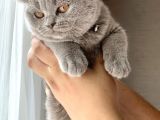 Orjinal British Shorthair Yavru