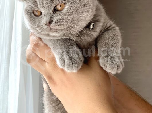 Orjinal British Shorthair Yavru görsel