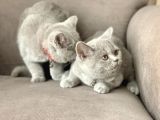 Orjinal British Shorthair Yavru
