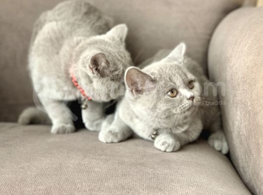Orjinal British Shorthair Yavru görsel