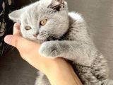 Orjinal British Shorthair Yavru