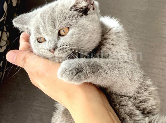 Orjinal British Shorthair Yavru görsel