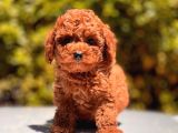 Toy Poodle Yavrular