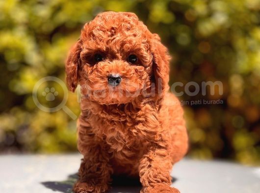 Toy Poodle Yavrular görsel
