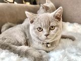 Orjinal British Shorthair Yavru