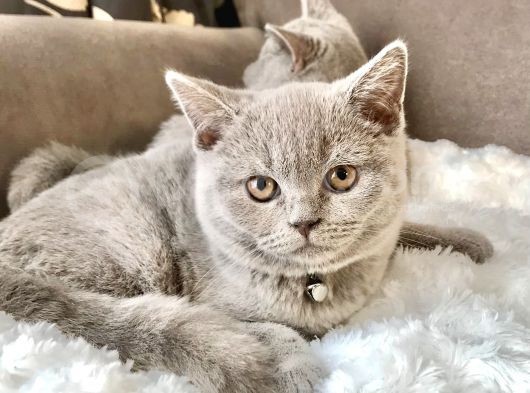 Orjinal British Shorthair Yavru görsel
