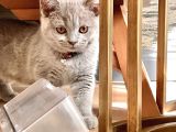 Orjinal British Shorthair Yavru