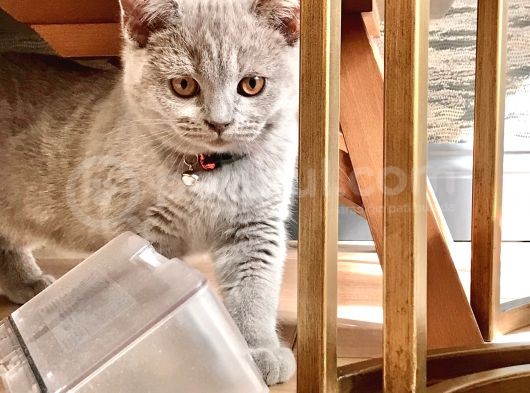 Orjinal British Shorthair Yavru