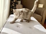 Orjinal British Shorthair Yavru