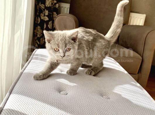 Orjinal British Shorthair Yavru görsel