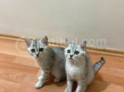 2 Aylık Yavru Kedi görsel