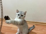 2 Aylık Yavru Kedi