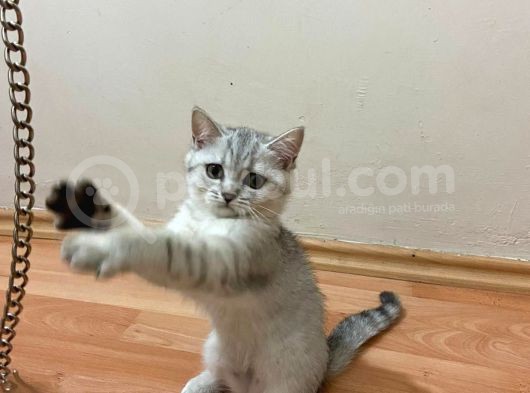 2 Aylık Yavru Kedi görsel