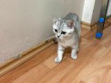 2 Aylık Yavru Kedi