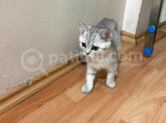 2 Aylık Yavru Kedi
