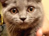 4 Aylık Dişi British Shorthair